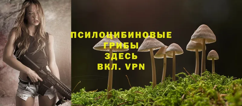 Галлюциногенные грибы Psilocybe  Выкса 